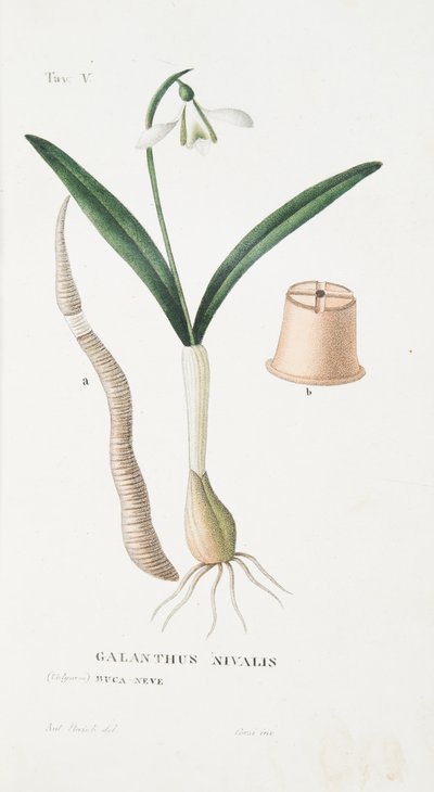 Galanthus Nivalis, Plate V, from L